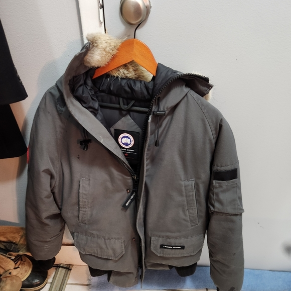 Canada goose - Picture 4 of 5